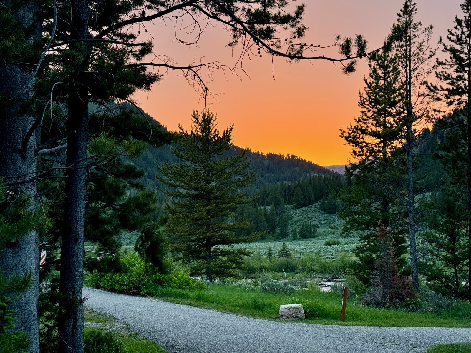 A mountain valley at last light through the pines